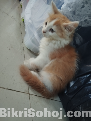 পার্শিয়ান মিক্সবিট